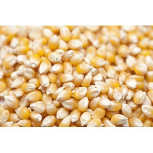 

Jagung Popcorn 1Kg Biji Popcorn Kiloan MENTAH Popcorn 1 Kg popcorn bioskop