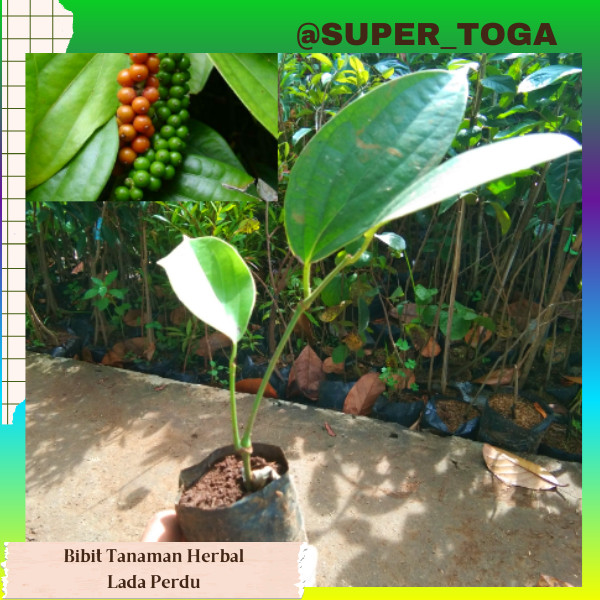 BIBIT LADA PERDU MURAH KUALITAS UNGGUL bibit merica perdu