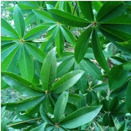 

DAUN RANDU/ DAUN KAPUK SEGAR 1KG OBAT HERBAL OBAT TRADISIONAL OBAT ALAMI DI PETIK LANGSUNG SAAT ORDERAN MASUK