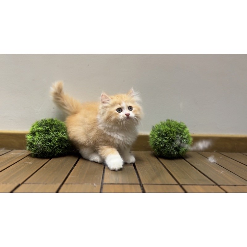 kucing persia platnose longhair jantan