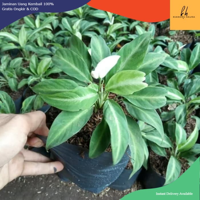 Tanaman Hias Peace Lily - Spatuphilum Peace Lily