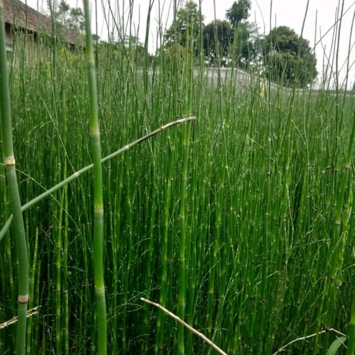 Tanaman Hias Bambu Air / Tanaman Pot