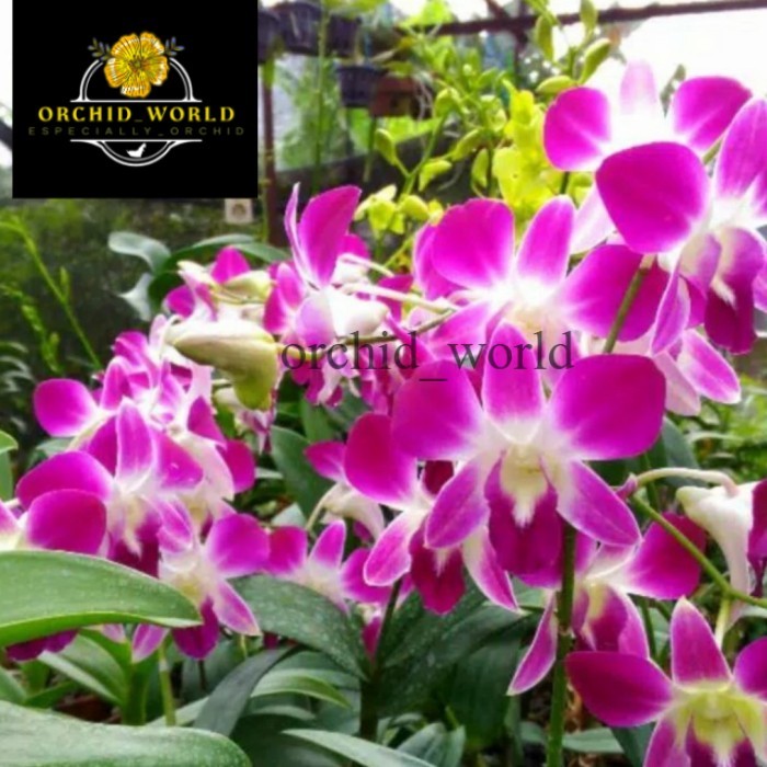 Tanaman hias anggrek dendrobium sonia dewasa _ tanaman anggrek