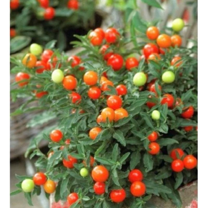 Tanaman Hias Tomat Krimil Atau Tomat Hias