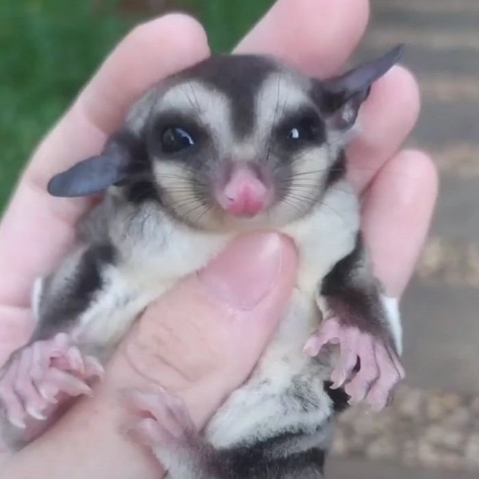 SALE -Sugar Glider joey anakan classic grey white face murah - Classic Grey, Betina