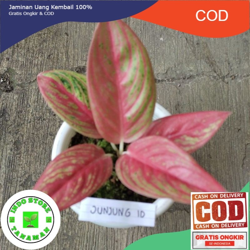 Anakan Aglonema Red Legacy merah tulang ikan (RARE) berdaun 1-3 helai