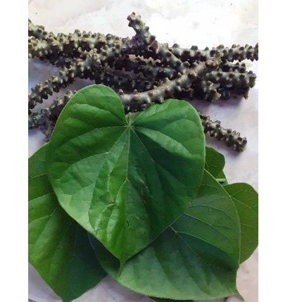 

daun brotowali/patrawali segar bonus batang