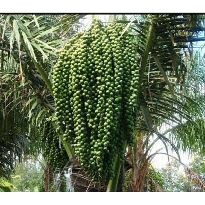 

New Promo Akar aren / Akar Kawung 1kg COD (SRH)