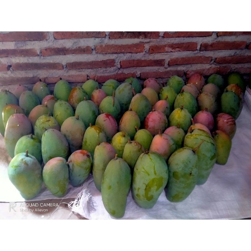 

TEBUS AMBYAR Mangga kiojay Fress 1kg cocok buat rujakan atau di makan langsung TERLARIS