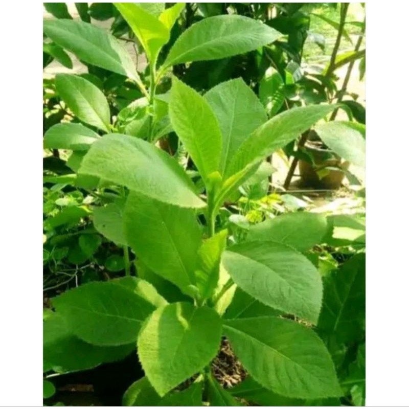 

daun sembung/10 lembar