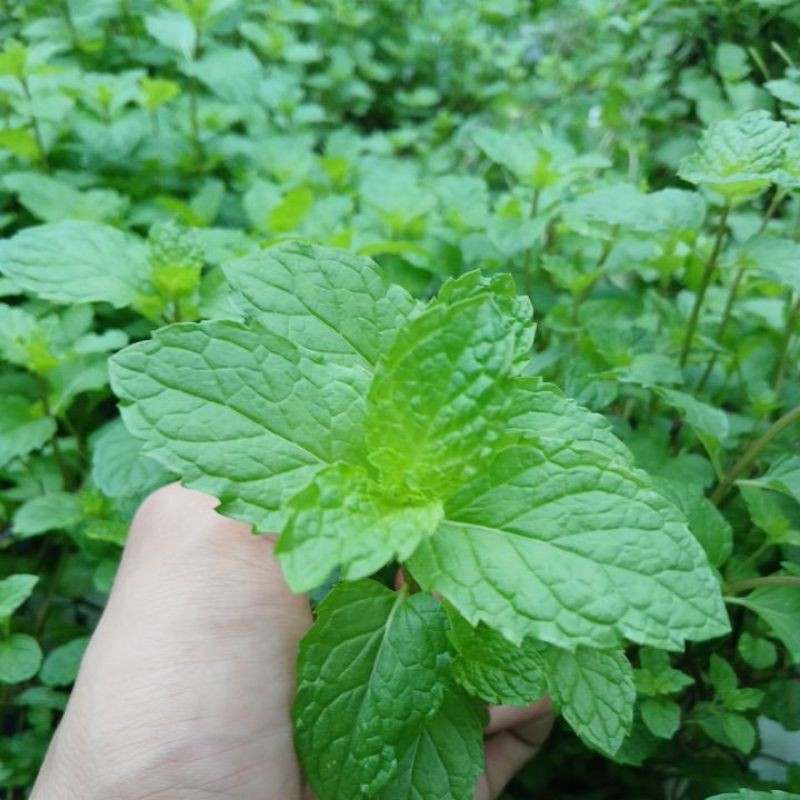 

Daun mint Hydroponic (66gr)