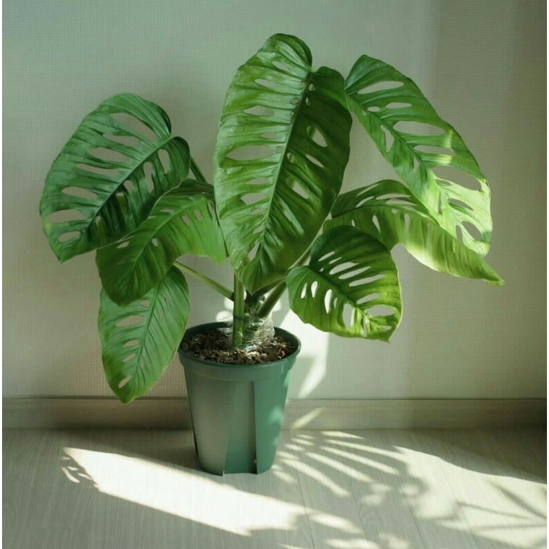 [BISA Cod] Tanaman Hias Monstera Acuminata - Bibit Monstera Acuminata - Monstera