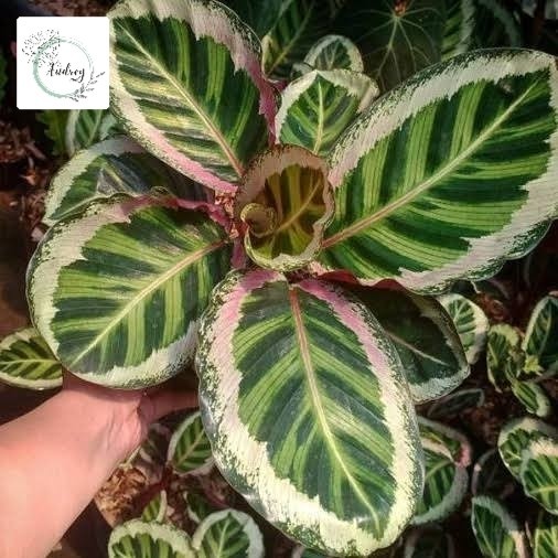 Tanaman Hias Calathea Angela - Calathea Angela Original