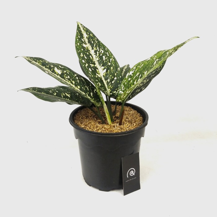Aglaonema Morodoklok - Tanaman hias koleksi / Houseplant / aglonema - Big leaf 20 cm