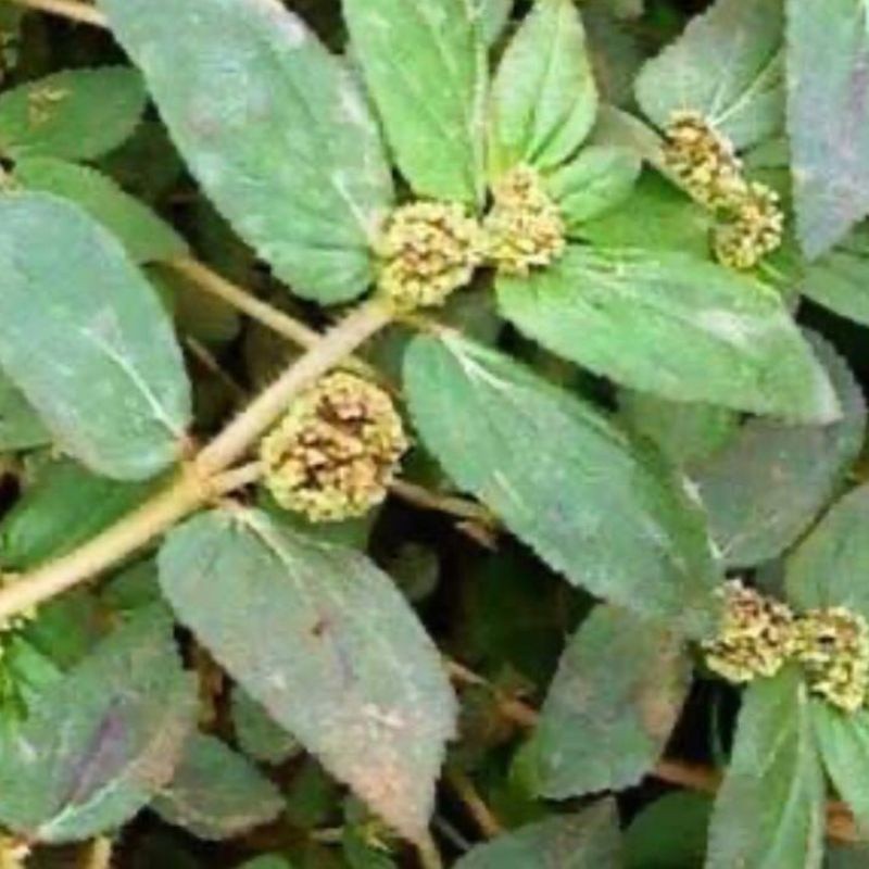 

Daun patikan kebo segar 500gr