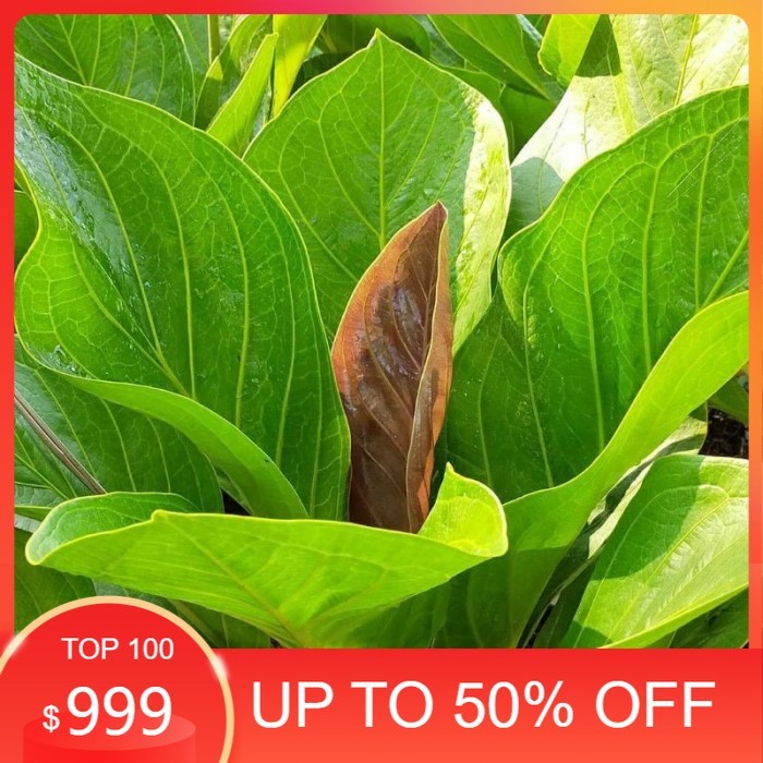 antorium jemani kobra / anakan