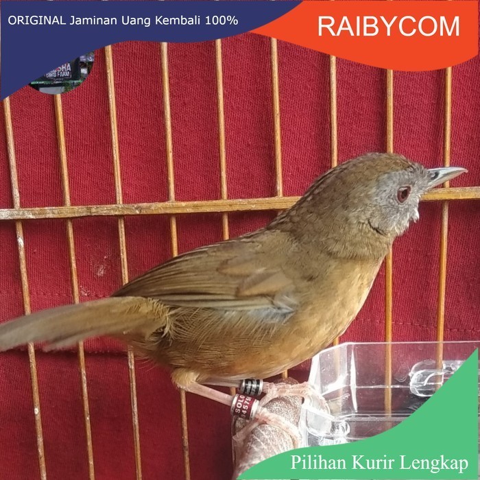 Burung Wambi Mini import Wambie TIEUMI Jantan Rajin Bunyi Voer Total Hwamei Mini Impor