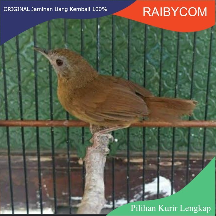 Burung TIEUMI atau Wambi Mini IMPORT bukan lokal