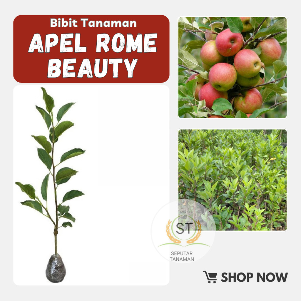 Bibit Apel Rome Beauty Malang Cangkok dan Stek
