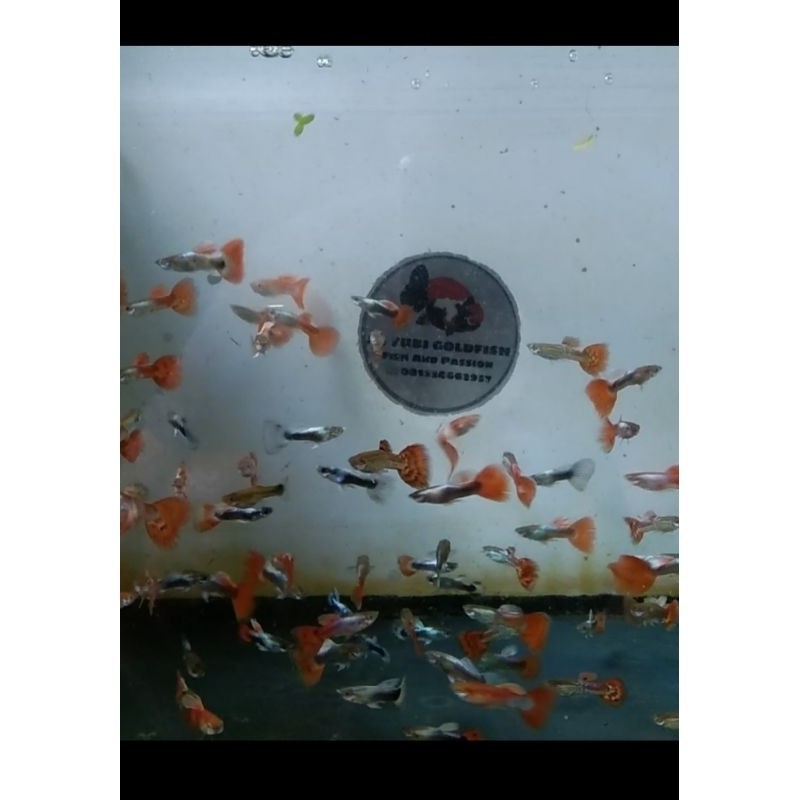 ikan guppy cendol cantik