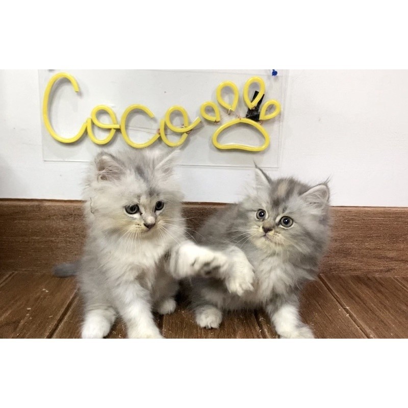 kucing persia flatnose longhair jantan betina