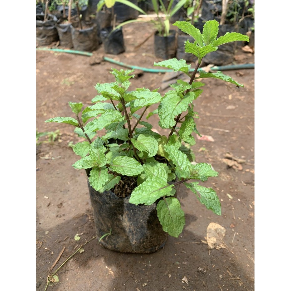 bibit tanaman mint/ tanaman herbal mint