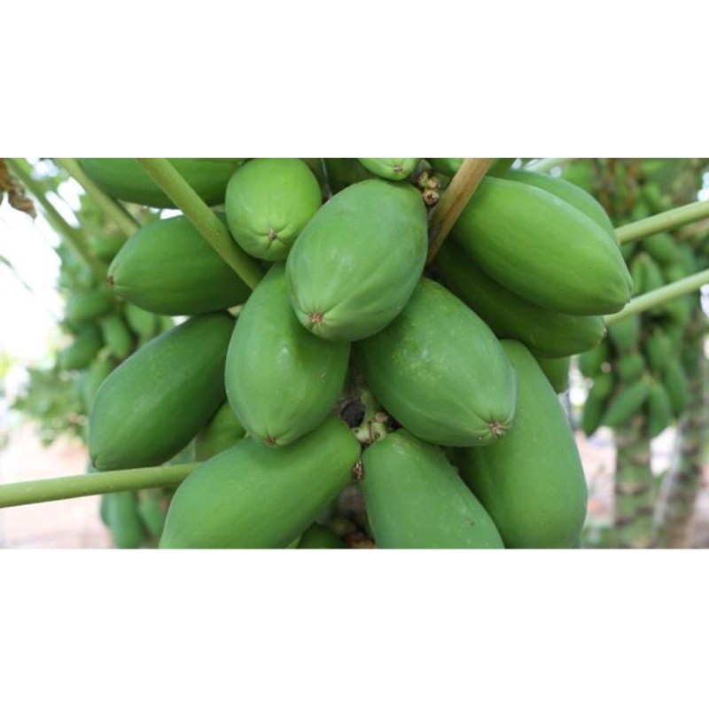 

Buah pepaya muda untuk di sayur buah pepaya mentah
