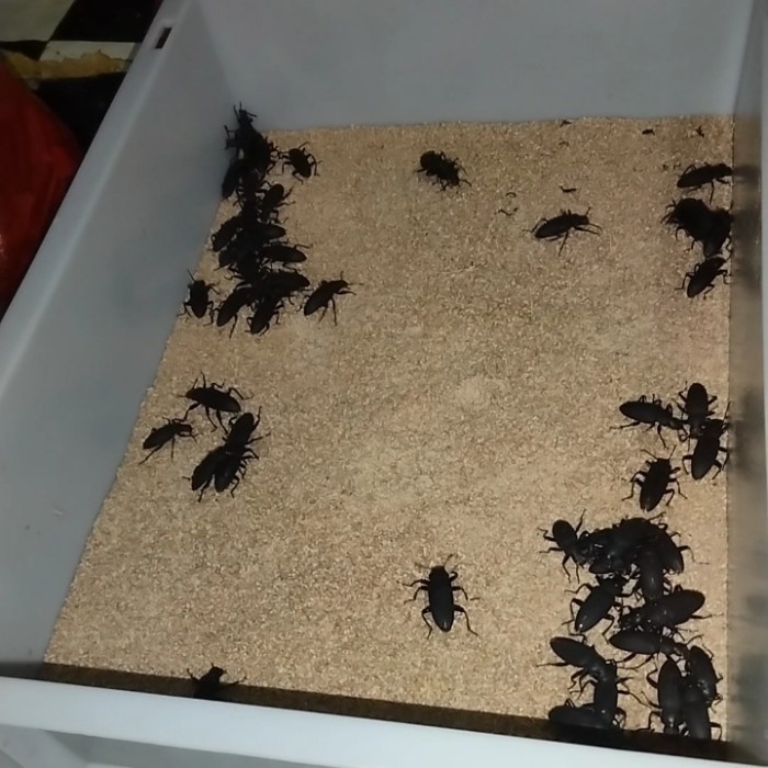 SALE -indukan kumbang kepik ulat jerman