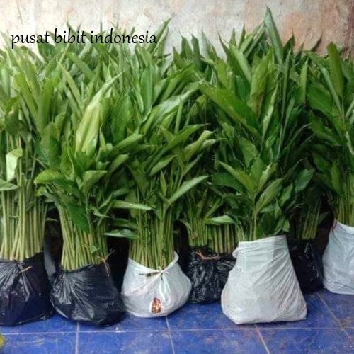 

10 BIBIT KAPULAGA INDIA ASLI KAPOL HIJAU ( ARAB) TANAMAN HERBAL