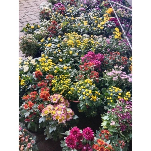 KOKOWA FLORA hias  Bunga Krisan Hidup Krisan Tanaman Hias Sudah Berbunga hidup