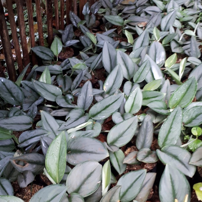 tanaman hias scindapsus traubi rimbun