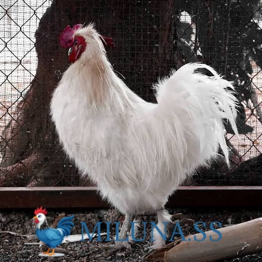 

FERTIL TELUR AYAM kapas / hias / siap kirim