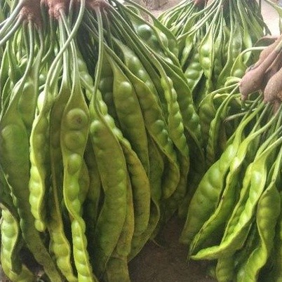 

TEBUS MURAH PETE FRESH, PETE HIGIENIS HARGA PER LONJOR