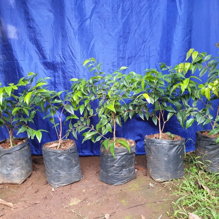 Escarlate Hybrid Jaboticaba super Genjah