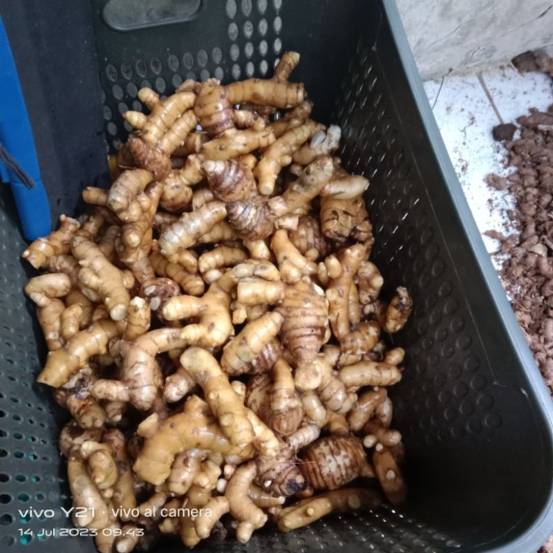 

kunyit putih/temu putih segar(bersih) 1 KG