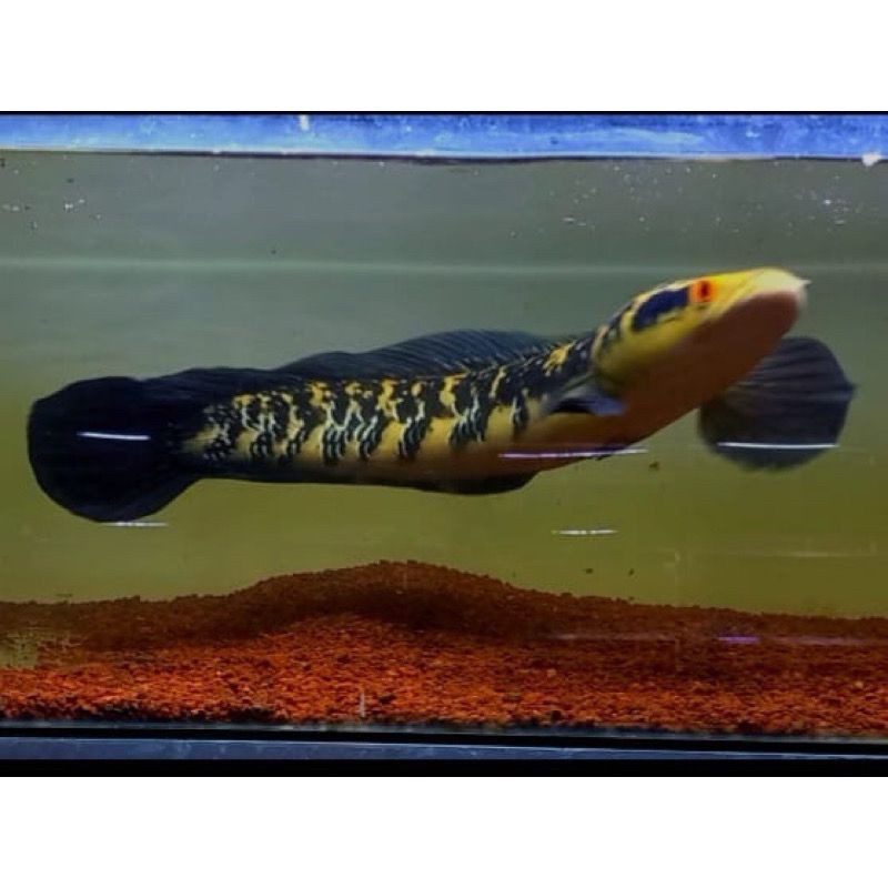 maru Ys yellow Sentarum 10-12cm