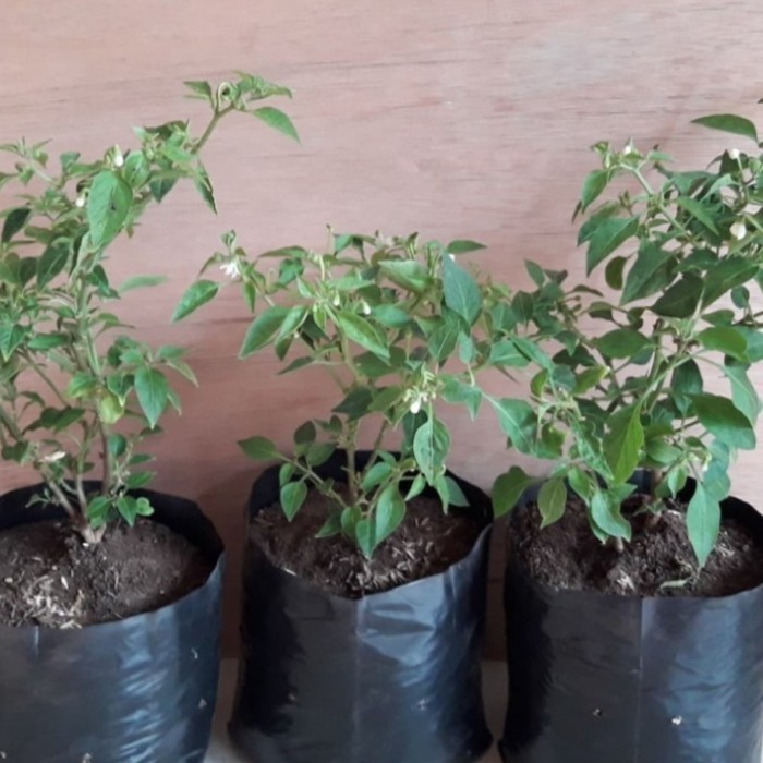 pohon cabe rawit hijau pohon cabai rawit