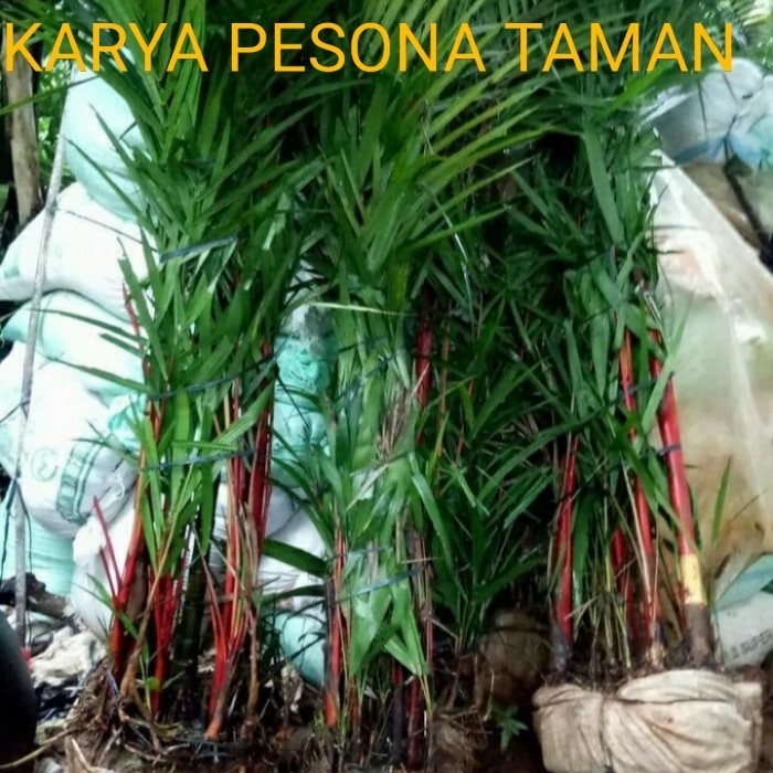 Termurah tanaman hias palem merah tinggi 2 meter +pot