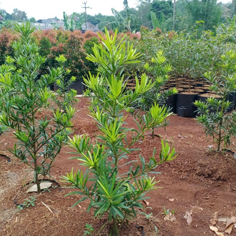 Promo tanaman lohansung cincuan | bahan bonsai lohansung taiwan | tanaman bonsai lohansung cincuan t