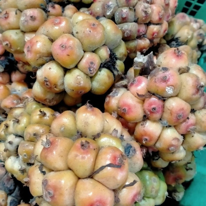 

✨TERLARIS -Asam cekala/ cikala 250g
