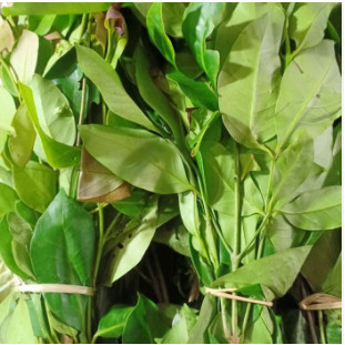 

DAUN SALAM SEGAR PER IKET 500gr