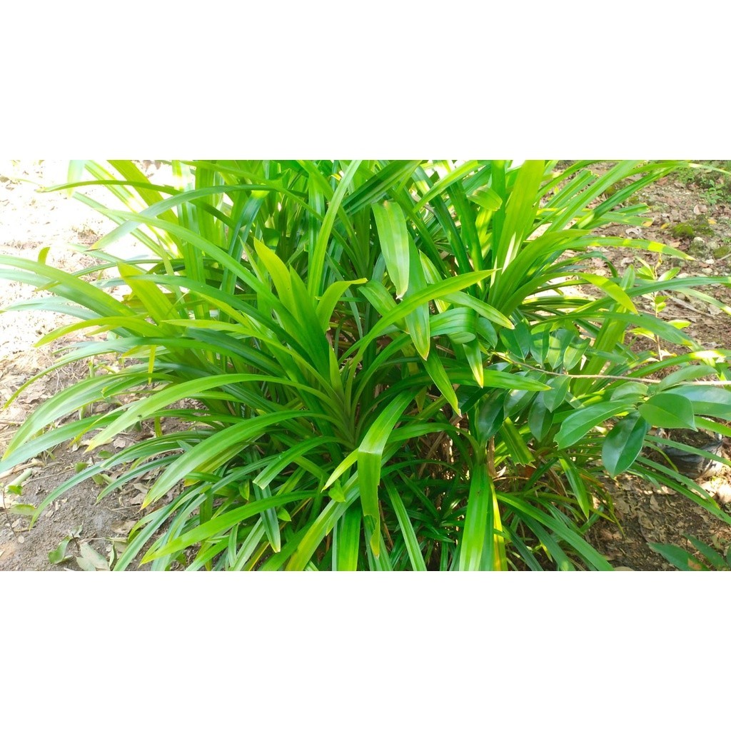 

Daun Pandan Wangi 100 gr - Penyedap Alami Masakan