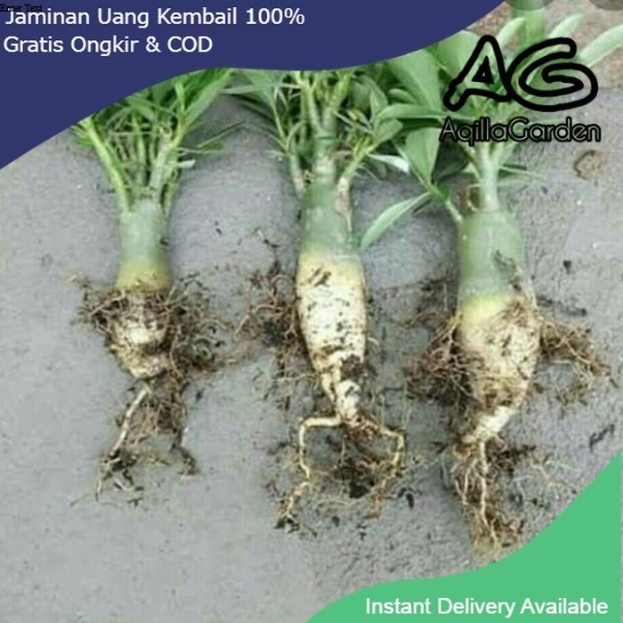 tanaman adenium bunga tumpuk cabang seribu