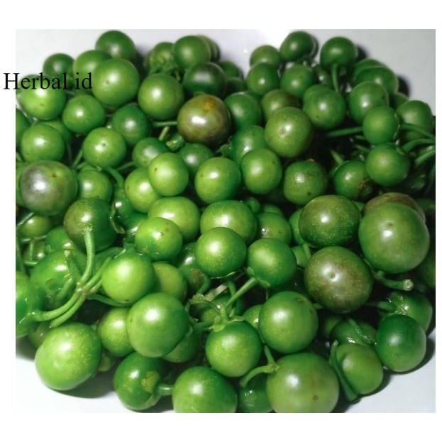 

SAHABATTANI Leunca Segar 1kg Sayuran Segar Lenca Segar Terbaik Terlaris Termurah Premium