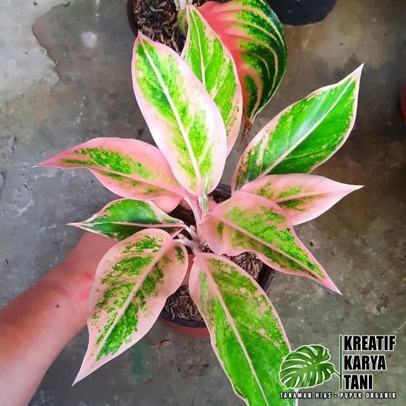 Tanaman hias aglonema lipstik puding - Aglonema lipstik puding