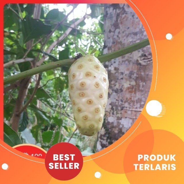 

Buah Mengkudu segar / Kg/biji