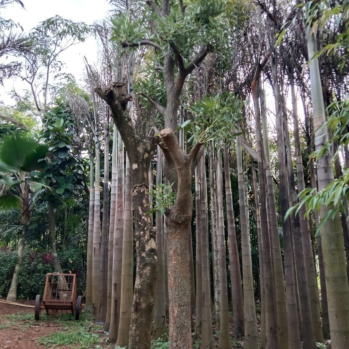 Pohon Tabebuya Bunga Kuning Ukuran Besar