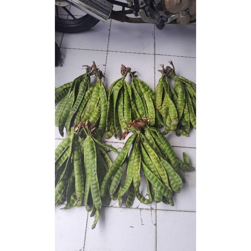 

TEBUS MURAH PETE JUMBO SEGER FRESS 1 PAPAN