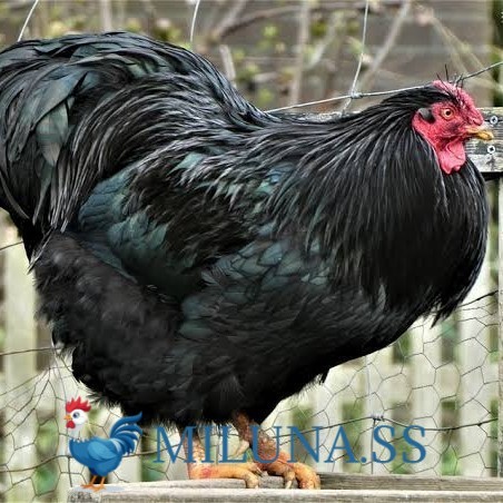 

TELUR AYAM TETAS FERTIL black australorp / hias / siap cod