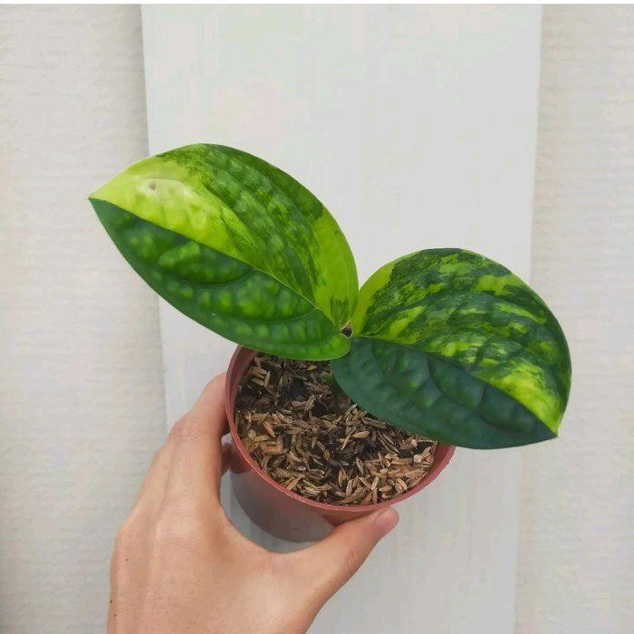 Tanaman Hias Karstenianum Variegata / Sirih Badak Varigata /tanaman hias Daun alami